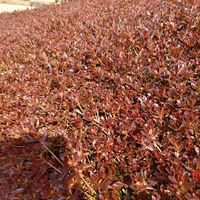 サツキ,いつもの散歩道,世界平和,被災地にエールを…。,道端徘徊同盟の画像