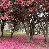 寒椿,ジョウビタキ♂,公園の画像