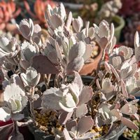 白銀の舞   ,多肉植物,カランコエ属,多肉植物の花の画像