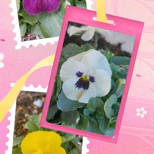 ビオラ ホワイトブロッチ,わいんももか　ビオラ,ビオラきいろももか,可愛い〜♡,種まきから育てるの画像