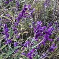 アメジストセージの画像