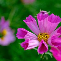 コスモスの画像