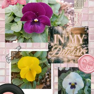 ビオラ ホワイトブロッチ,わいんももか　ビオラ,ビオラきいろももか,可愛い〜♡,種まきから育てるの画像