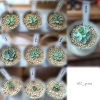 グリーノビア,グリーノビア,グリーノビア ラブレター,グリーノビア パープルフェアリー,多肉植物の画像