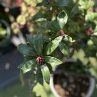 オダマキ,ジンチョウゲ,ヒヤシンス,沈丁花,オダマキ カスティールブルーソワレの画像