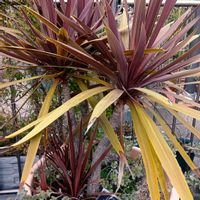 コルジリネ,,リューカデンドロ,エンジェルウイング,プリムラ ディスカバリングストライプの画像