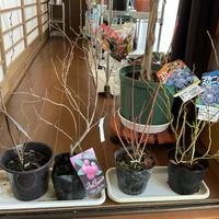 ブルーベリー,ブルーベリー ピンクレモネード,ブルーベリー  ノースランド,ブルーベリー ブルーレイ,ブルーベリー　オースチンの画像