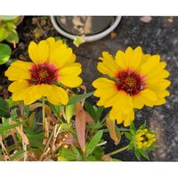 ガイラルディア,ユリオプスデージー,ビタミンカラー,キュートなお花,幸せの黄色いお花の画像