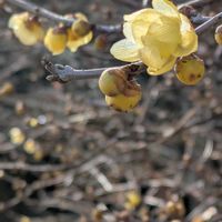 ロウバイの画像
