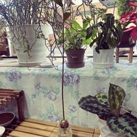 アボカドの画像