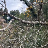 ロウバイの画像