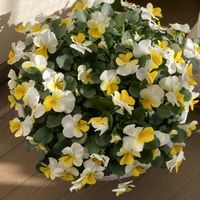 ハイビスカス,バラ,ビオラ,山椒,フローラルパワー　イエロービーコンの画像