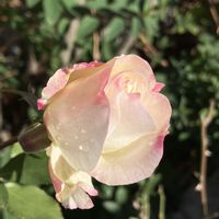 バラ,ポインセチア,蝋梅,バラ   マチルダ,ミニ薔薇♡の画像