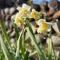 日本水仙,カレンデュラ 冬しらず,GSに感謝。,チーム岐阜,畑の画像