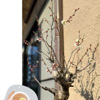 ウメ,カーネーション,トルコキキョウ,ユリ,梅の花の画像