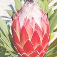 プロテア,プロテア ポッサムマジック,オーストラリア,オージープランツ,ワイルドフラワーの画像