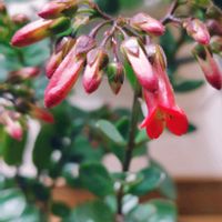 カランコエ,カランコエ テッサ,カランコエ ハッピーベル,カランコエ　ミラベラ,カランコエ マヤの画像