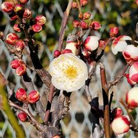 アンズ,外出先にての画像