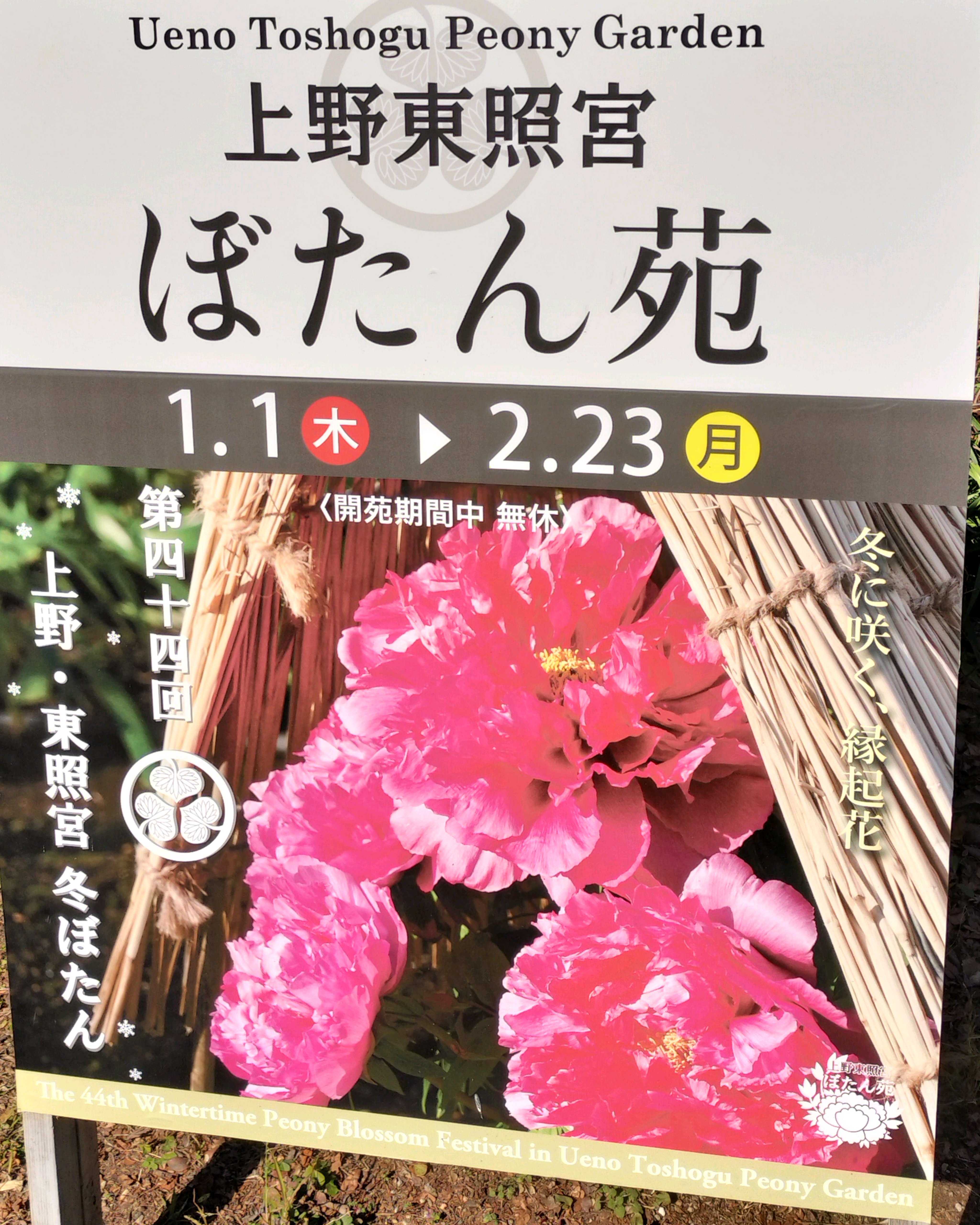 上野東照宮ぼたん苑 2026冬牡丹 1｜🍀GreenSnap（グリーンスナップ）