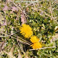 タンポポ,土手フェチの画像