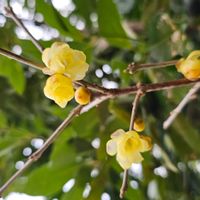 ロウバイの画像