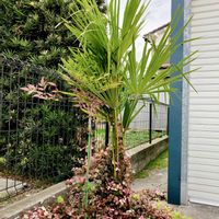 ハツユキカズラ,ハツユキカズラ,初雪カズラ,シュロ,シュロの画像