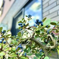 シャリンバイ,シャリンバイの実,シャリンバイの実,ユーミンつながり,ユーミンつながりの皆さんに感謝の画像