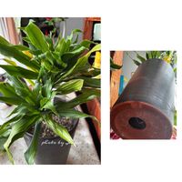 ニオイスミレ,カンザキアヤメ,ヒヤシンス（風信子）,ドラセナ.コンパクタ,iPhoneで撮ったの画像