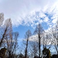 ケヤキ,メタセコイヤ,冬の公園,素敵な出会いに感謝,木が好きの画像