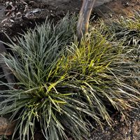 カレックス,トキワマンサク,移植の画像