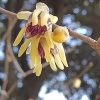ロウバイ,ソシンロウバイ,ウンナンロウバイ,小石川植物園の画像