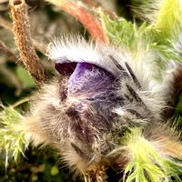 オキナグサ,オキナグサの蕾？,オキナグサの蕾？,オキナグサの蕾？,山野草の画像