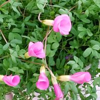 ヒメツルソバ,葉牡丹,オキザリス　桃の輝き,花のある暮らし♡,風除室の画像
