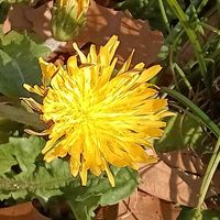タンポポ,日本タンポポ.,小石川植物園の画像