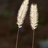 エノコログサ,花のある暮らし,花探し散歩の画像