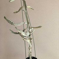ユーフォルビア ホワイトゴースト,多肉植物,ユーフォルビアの画像