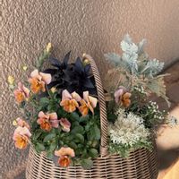 寄せ植え,ガーデニング,花のある暮らし,緑のある暮らしの画像