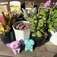 オキザリス,多肉植物,クラッスラ,紅葉多肉の画像