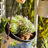 ドラセナ,ディスキディア,ドラセナ・トルネード,ディスキディア ミリオンハート,アイシクルの画像