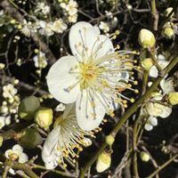 ウメ,月影,あけぼの山公園、,バラ科サクラ属の画像