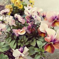 パンジー・ビオラ,パンジー・ビオラ,寄せ植え,鉢植えの画像