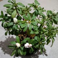 アザレア,アザレア,花木,サンルーム,窓辺の画像