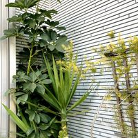 サンスベリア,ドラセナ,ユッカ,ドラセナ・ユッカ,ドラセナ・ユッカの画像