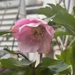 クリスマスローズ,クリスマスローズ散らず桜,鉢植え,マンション専用庭,ガーデニング初心者の画像