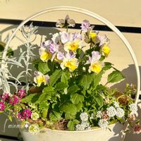 レモン,ビオラ,寄せ植え,ガーデニング,花のある暮らしの画像