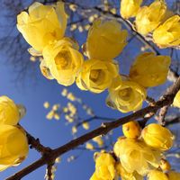 ロウバイの画像