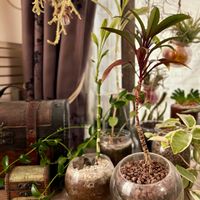 ドラセナ,ミリオンバンブー,パープルコンパクタ,パープルコンパクタ,ドラセナ・サンデリアーナの画像