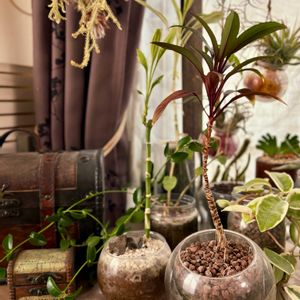 ドラセナ,ミリオンバンブー,パープルコンパクタ,パープルコンパクタ,ドラセナ・サンデリアーナの画像