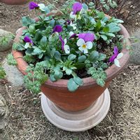 チューリップ,ビオラ,オルレア,見元ビオラ・ライジングアイス,寄せ植えの画像