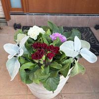 エンジェルウイング,寄せ植えの画像